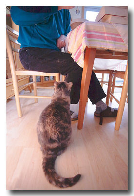 Jan. 15: Flicka begs for some of Ron's breakfast.