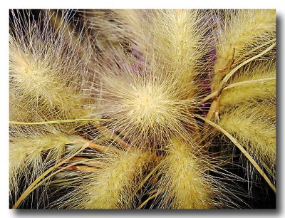 ...plain old grass.