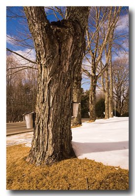 ...collecting sap for syrup!! Yummmm!