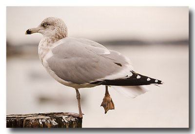 Except the wildlife...this poor gull has a broken leg. Winter is tough all around!