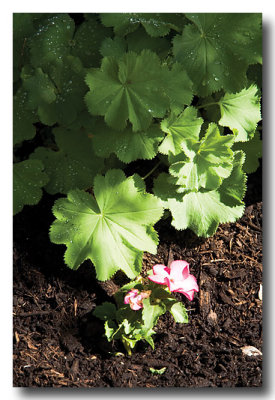 Anyone know what this leafy plant is?