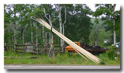 And approaching the Blackfeet Reservation, we see these lodge poles ready for teepee building!