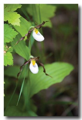 Wildflowers grow on the grounds too...these ladyslippers LOOK like lady slippers!