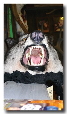 As would this....a stuffed wolf at the Trading post.