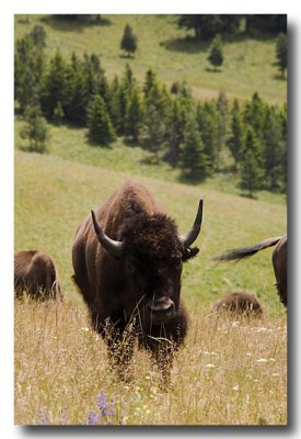 After our tour, we go to the Bison Reserve again and this time are treated to bison...