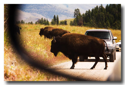 ....everywhere as they cross the road in front of and behind us!