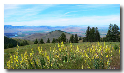 Wildflowers  grow everywhere!