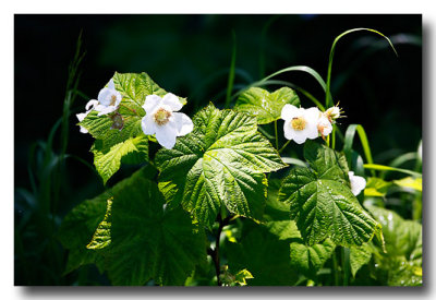 I'd never seen cowslips...the bears like these we are told!