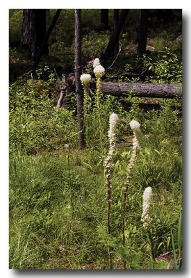 ....bear grass and...