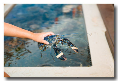 The blue lobster in the touch display is interesting as are....