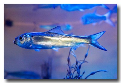Alewives are beautiful...blue and purple reflected from lights.