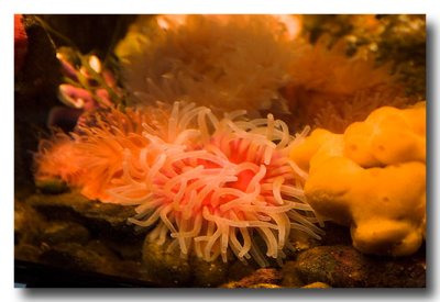 displays....sponges and anemone.