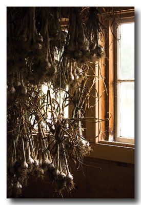 ...garlic hanging in a barn...equally odiferous!