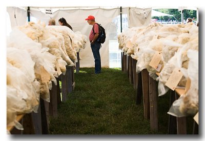 ...raw wool from sheep, alpacas and llamas are on display.