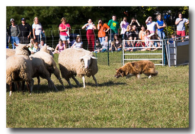 And what would fiber arts be without a sheepdog trial!