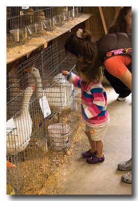 Today we stop in the poultry barn where the geese are interesting along with...