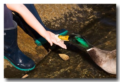 ....feed the ducks and this time...