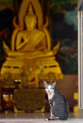 Cat and Buddha-Kanchanaburi