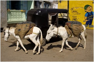 White donkeys-Mandvi