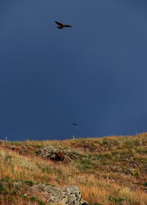 Birds of Prey at Sao Lourenco