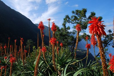 Lombadinha, Ponta Delgada