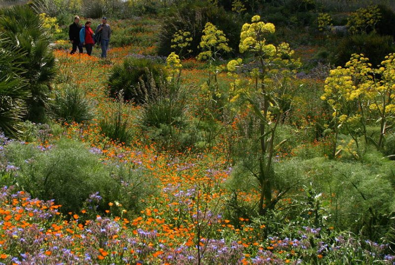 flowers up to acropolis in Segesta