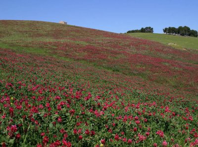 Sicily,flowers......