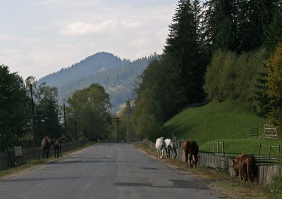 horses at the road