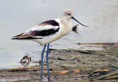 Love the Avocets