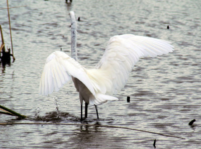 Great Egret about to fly
