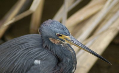 Close-up of Tricolored Heron