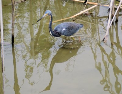 Corpus Christi Birding 2006