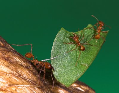 Leaf Cutter Ants _DSC8565