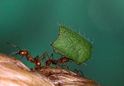 Leaf Cutter Ants _DSC8567