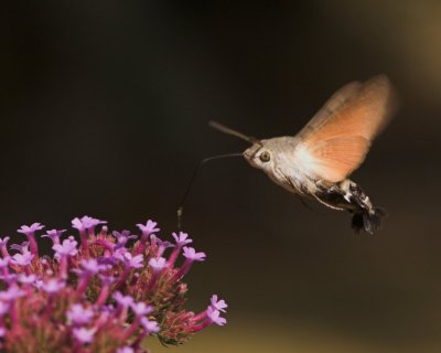 Hummingbird Hawk-moth - Unfiltered