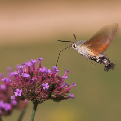 Hummingbird Hawk-moth_DSC3395 sRGB-01.jpg