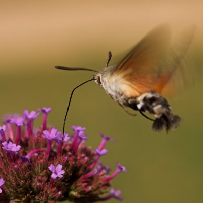 Hummingbird Hawk-moth_DSC3396 sRGB-01.jpg