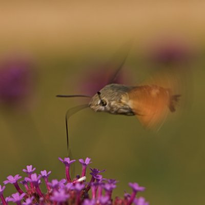 Hummingbird Hawk-moth_DSC3399 sRGB-01.jpg