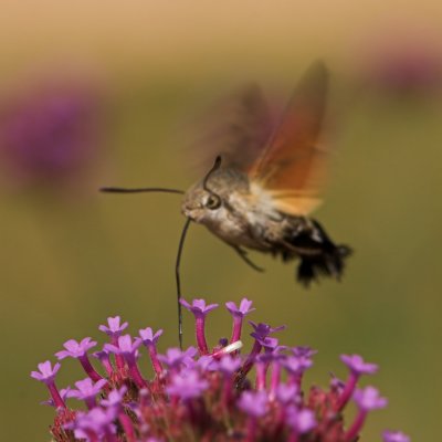 Hummingbird Hawk-moth_DSC3400 sRGB-01.jpg