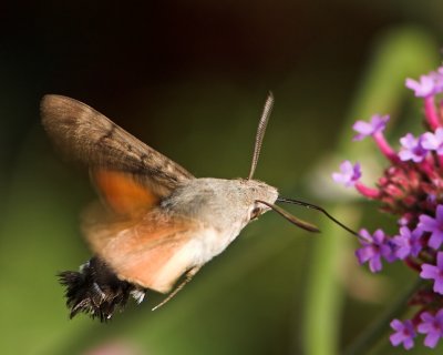 Hummingbird Hawk-moth_DSC3405 sRGB-01.jpg