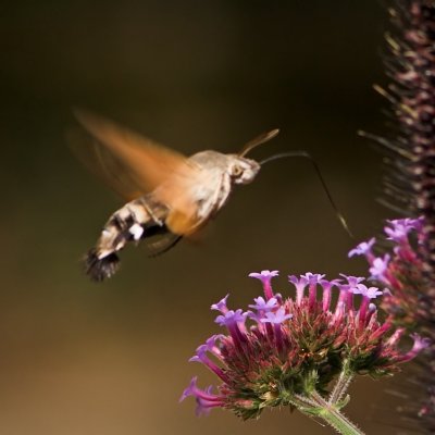Hummingbird Hawk-moth_DSC3413 sRGB-01.jpg