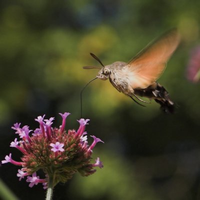 Hummingbird Hawk-moth_DSC3419 sRGB-01.jpg