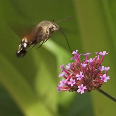 Hummingbird Hawk-moth_DSC3420 sRGB-01.jpg