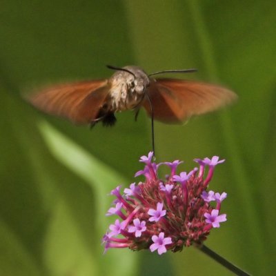 Hummingbird Hawk-moth_DSC3421 sRGB-01.jpg