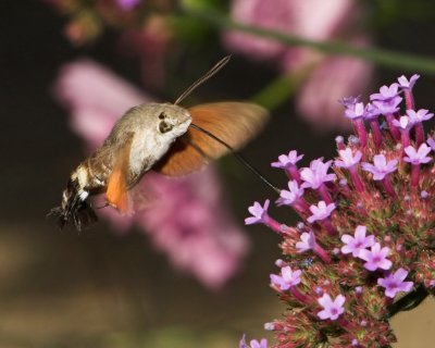 Hummingbird Hawk-moth_DSC3423 sRGB-01.jpg