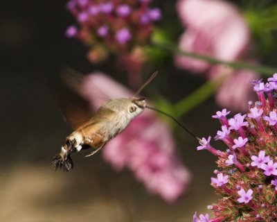 Hummingbird Hawk-moth_DSC3424 sRGB-01.jpg