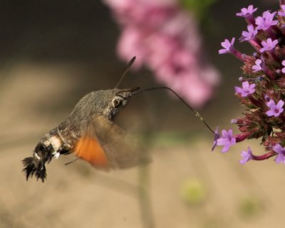 Hummingbird Hawk-moth_DSC3425 sRGB-01.jpg