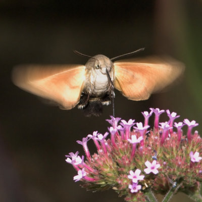 Hummingbird Hawk-moth_DSC3426 sRGB-01.jpg