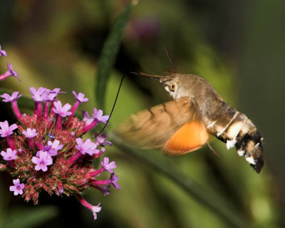 Hummingbird Hawk-moth_DSC3428 sRGB-01.jpg
