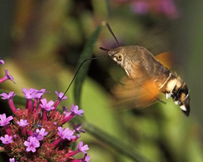 Hummingbird Hawk-moth_DSC3429 sRGB-01.jpg